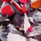 Orach, Ruby Red (Atriplex Hortensis) - 25 Seeds - Southern Seed Exchange