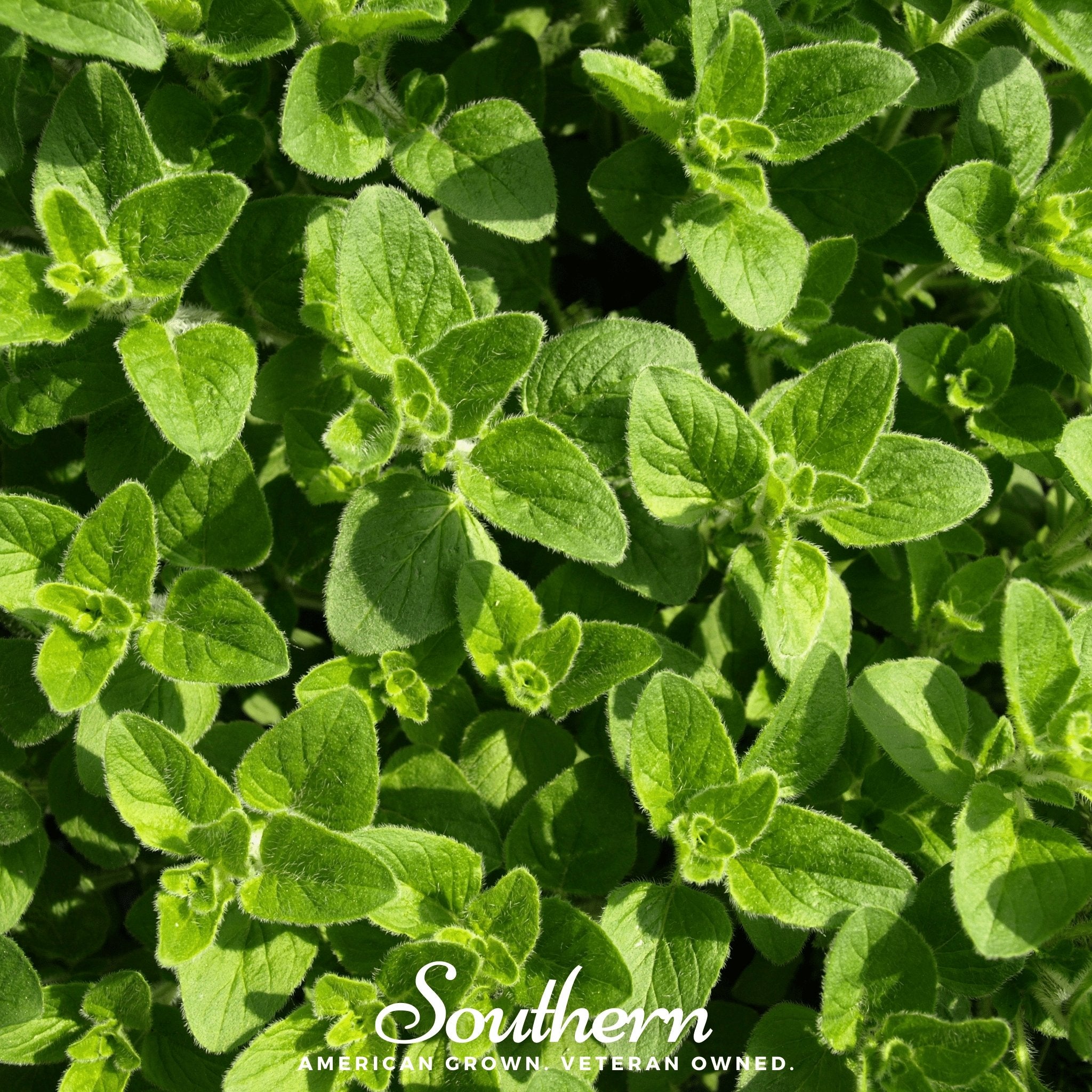 Oregano, Greek (Origanum vulgare) - 500 Seeds - Southern Seed Exchange