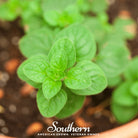 Oregano, Greek (Origanum vulgare) - 500 Seeds - Southern Seed Exchange