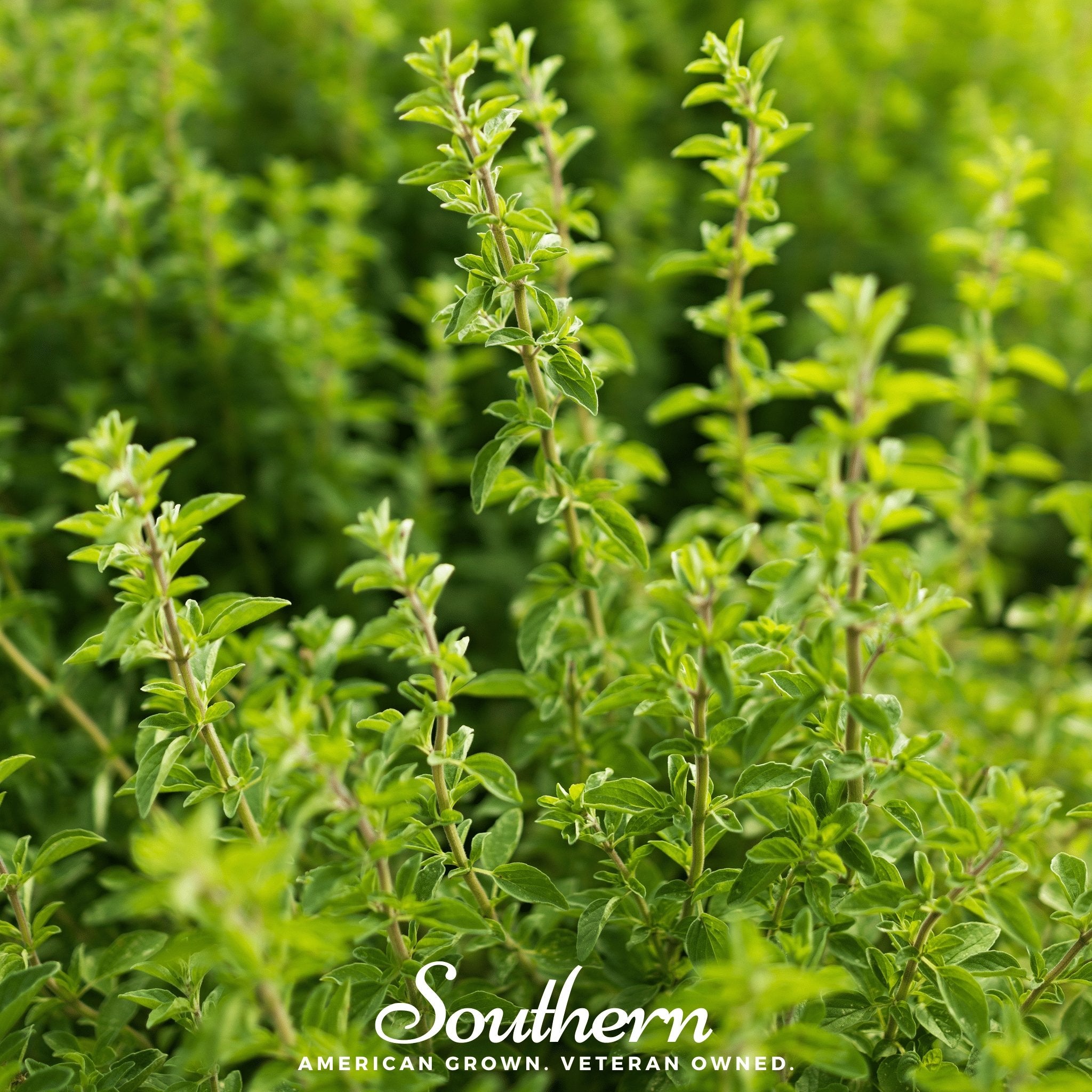 Oregano, Italian (Origanum vulgare) - 200 Seeds - Southern Seed Exchange