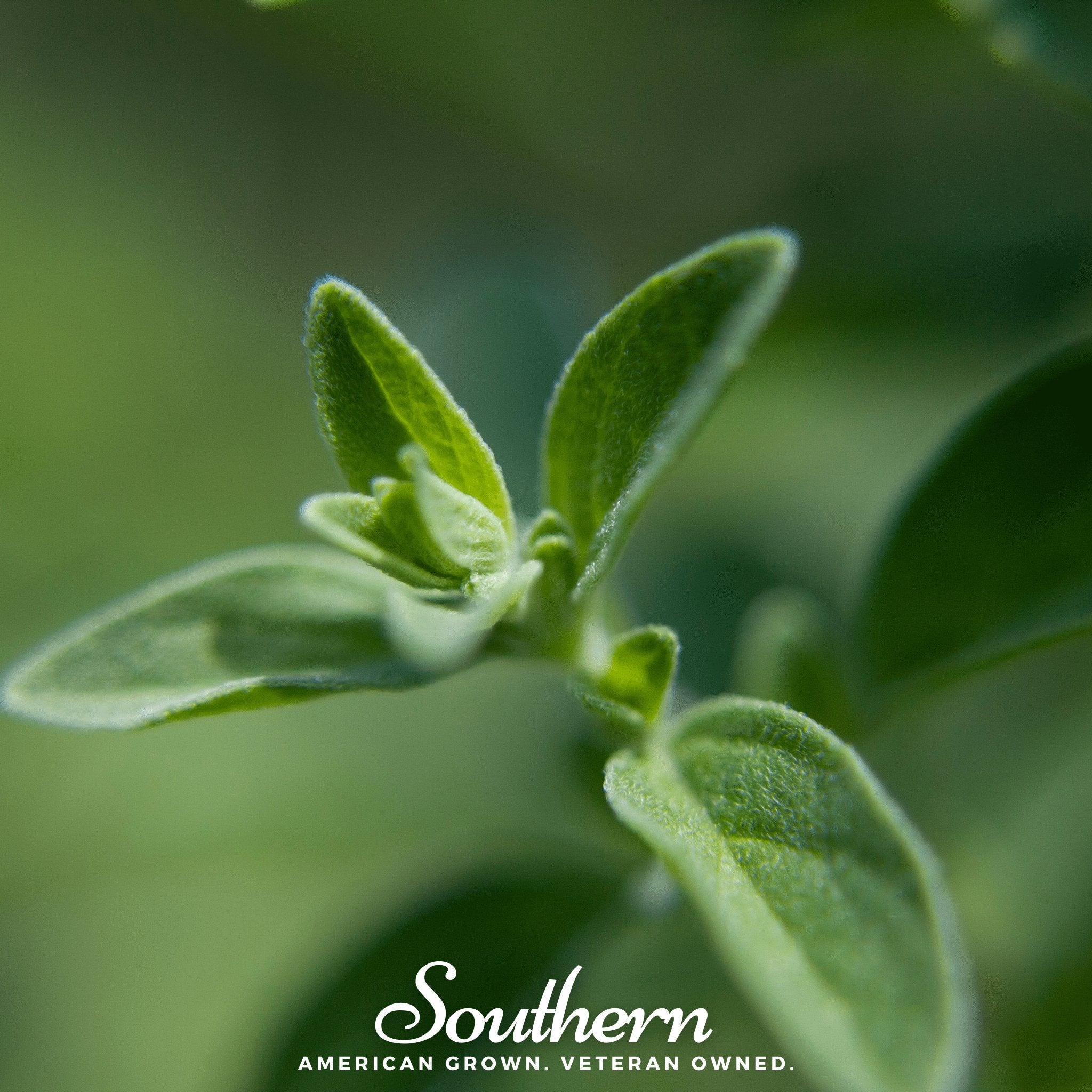 Oregano, Italian (Origanum vulgare) - 200 Seeds - Southern Seed Exchange