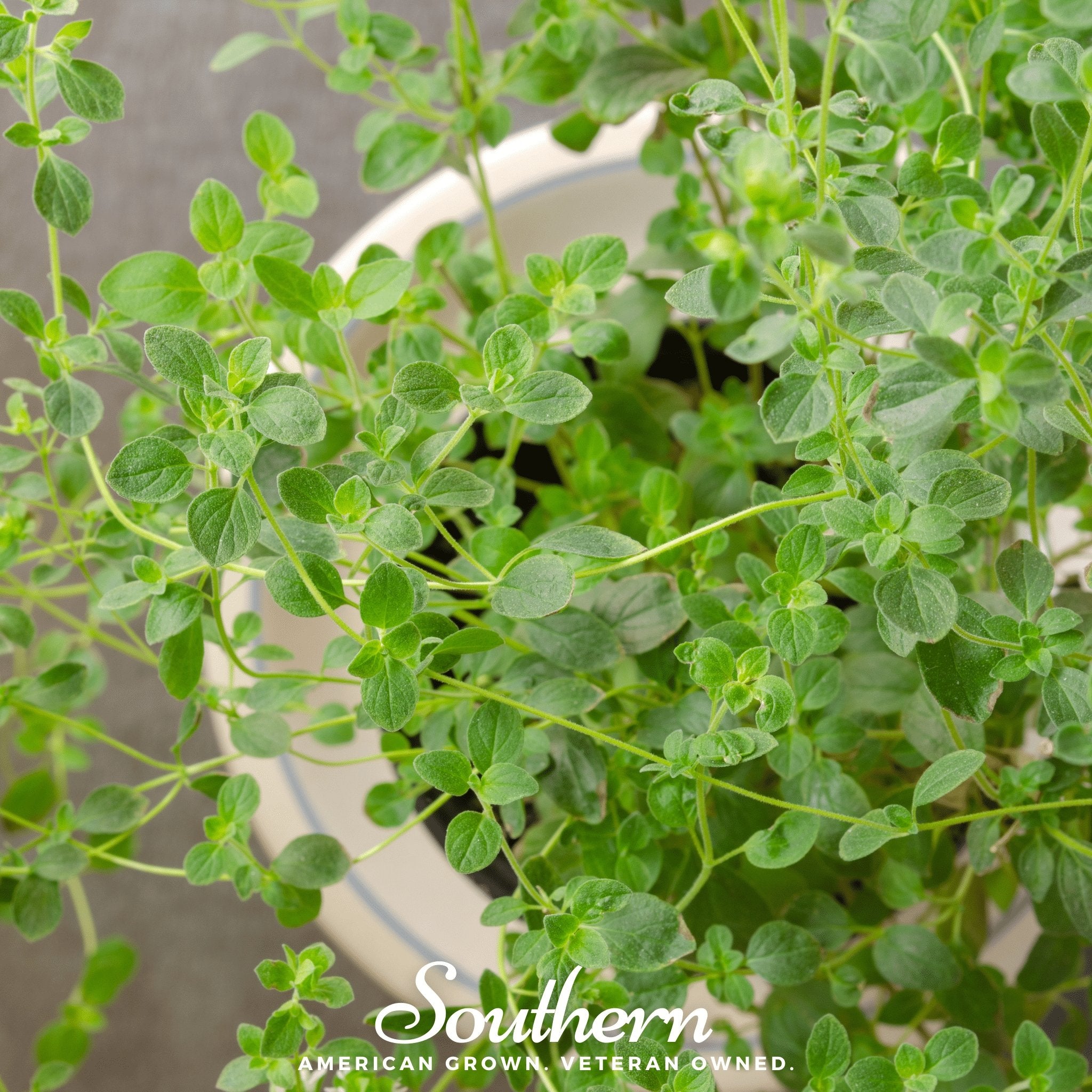 Oregano, Italian (Origanum vulgare) - 200 Seeds - Southern Seed Exchange