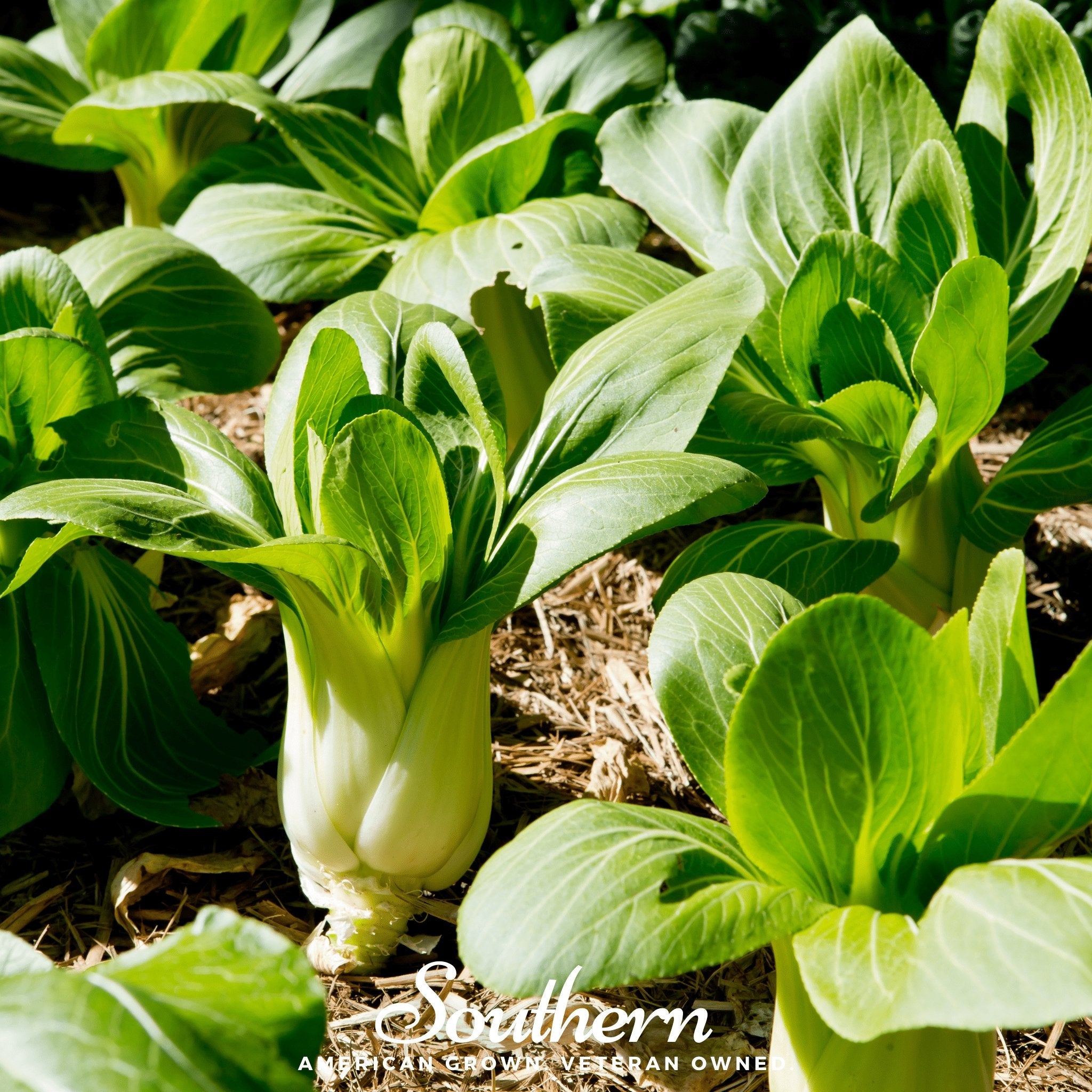 Pak Choi, Canton (Brassica rapa) - 200 Seeds - Southern Seed Exchange