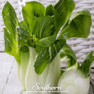 Pak Choi, Canton (Brassica rapa) - 200 Seeds - Southern Seed Exchange