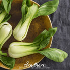 Pak Choi, Canton (Brassica rapa) - 200 Seeds - Southern Seed Exchange