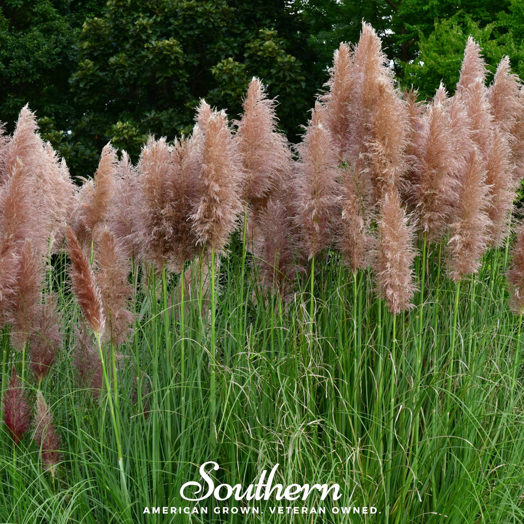 Pampas Grass, Pink (Cortaderia selloana) - 100 Seeds - Southern Seed Exchange