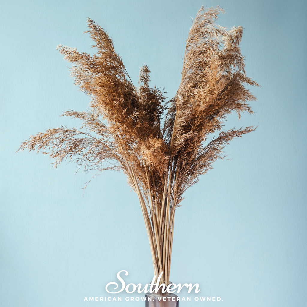 Pampas Grass, Pink (Cortaderia selloana) - 100 Seeds - Southern Seed Exchange