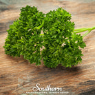 Parsley, Curled (Petroselinum crispum) - 200 Seeds - Southern Seed Exchange