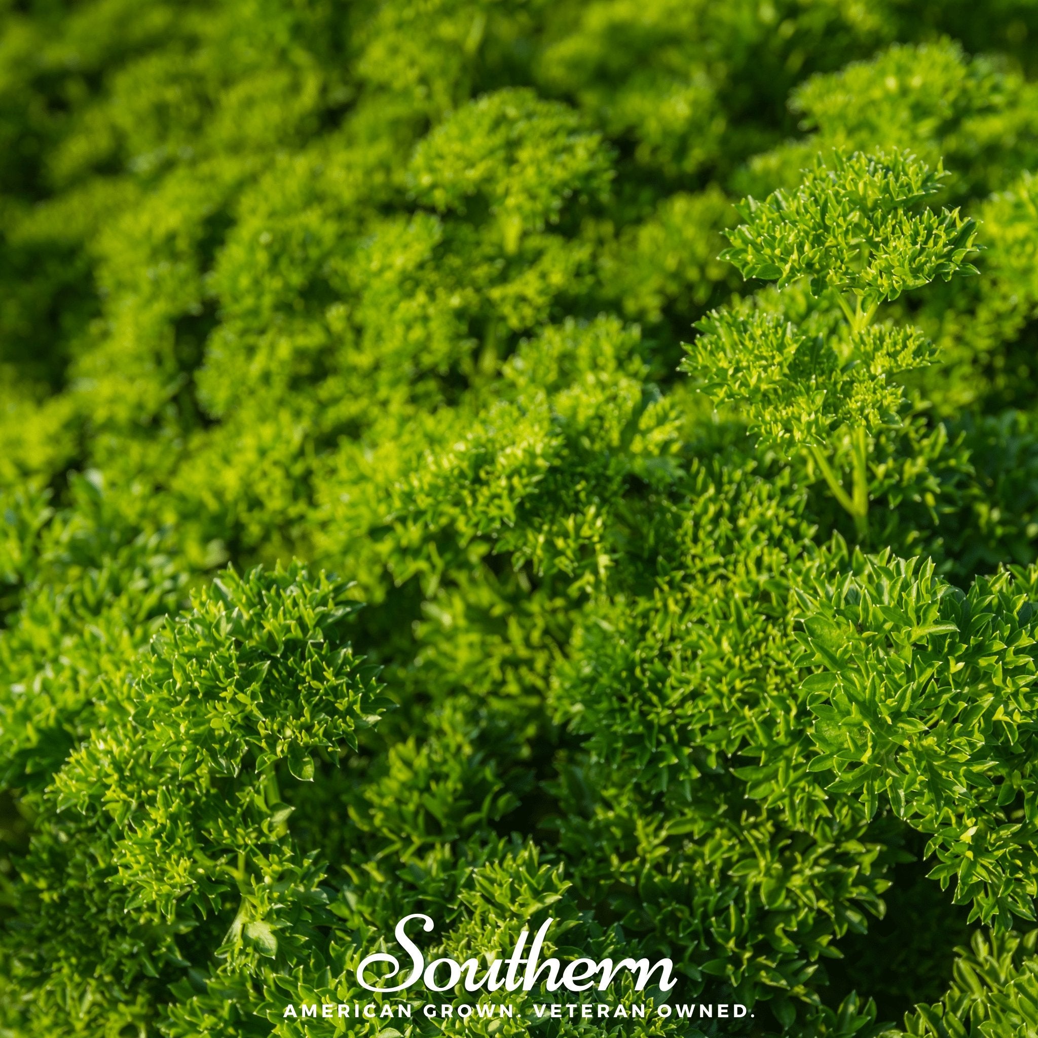 Parsley, Curled (Petroselinum crispum) - 200 Seeds - Southern Seed Exchange