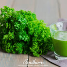 Parsley, Evergreen (Petroselinum crispum) - 200 Seeds - Southern Seed Exchange