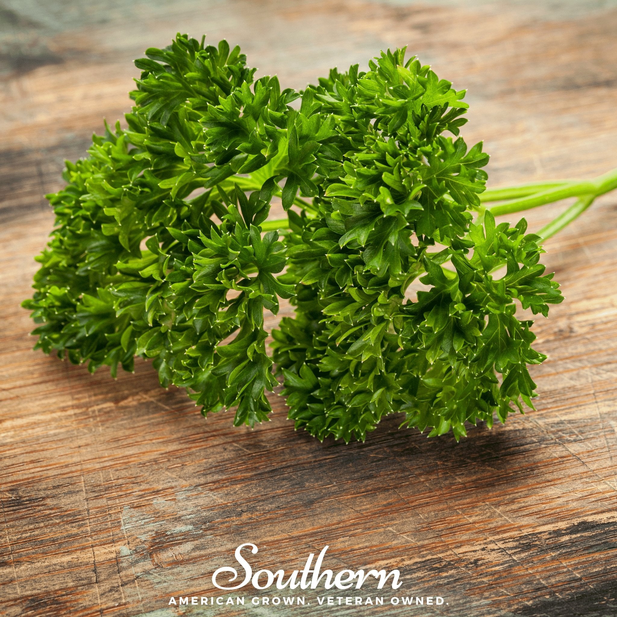 Parsley, Evergreen (Petroselinum crispum) - 200 Seeds - Southern Seed Exchange