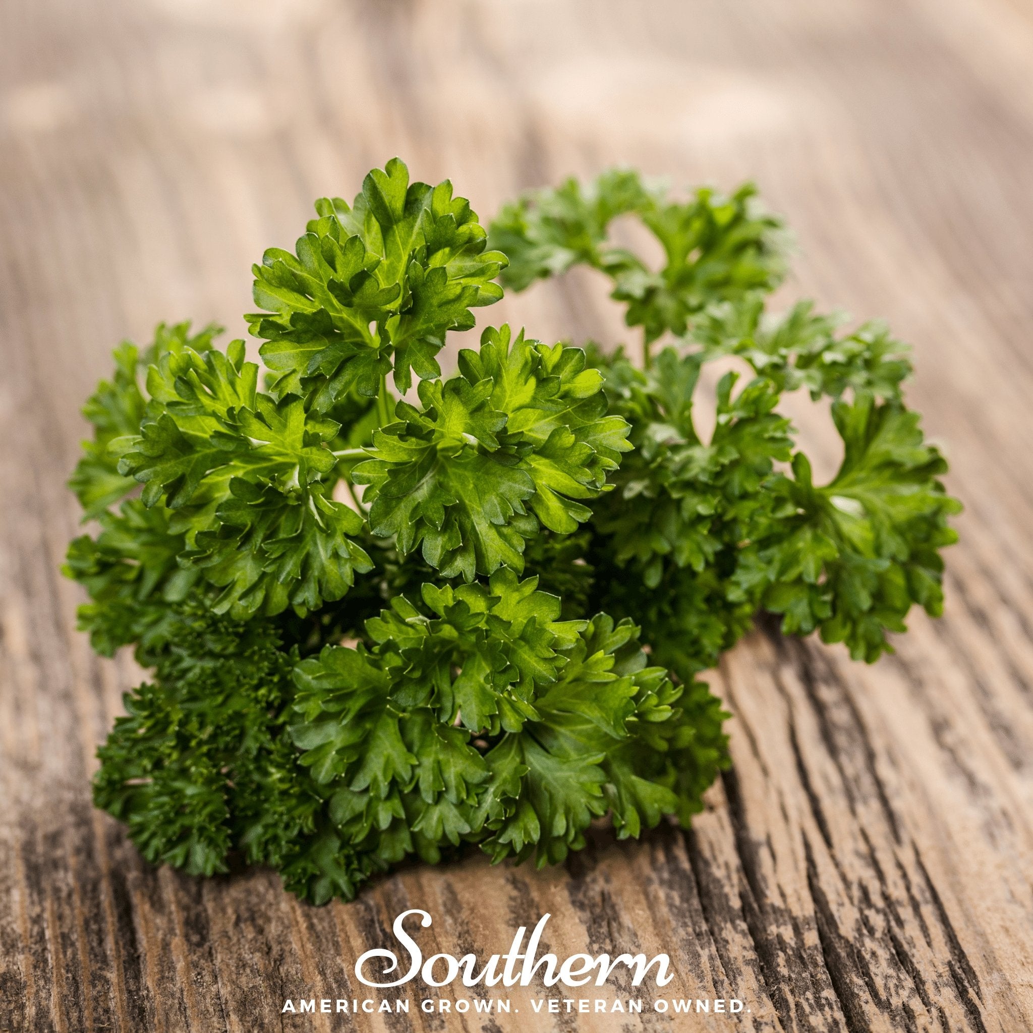 Parsley, Evergreen (Petroselinum crispum) - 200 Seeds - Southern Seed Exchange