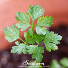 Parsley, Italian (Petroselinum crispum latifolium) - 200 Seeds - Southern Seed Exchange