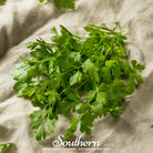 Parsley, Italian (Petroselinum crispum latifolium) - 200 Seeds - Southern Seed Exchange