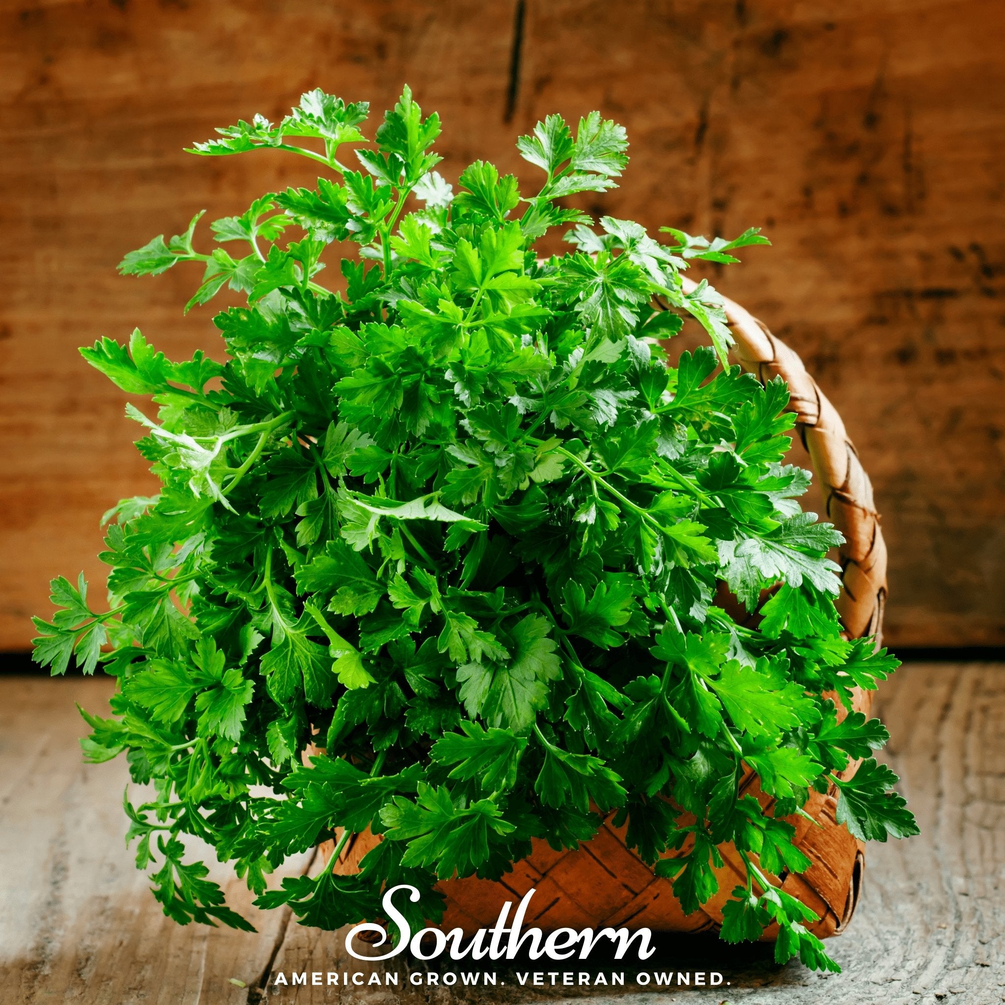 Parsley, Italian (Petroselinum crispum latifolium) - 200 Seeds - Southern Seed Exchange