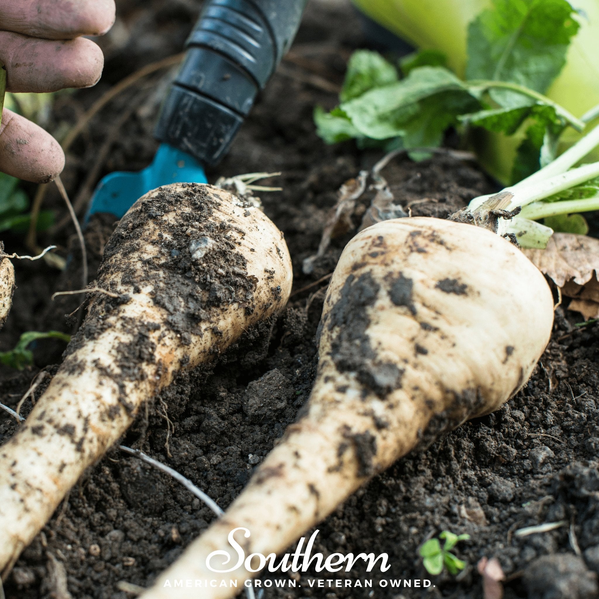 Parsnip, All American (Pastinaca sativa) - 100 Seeds - Southern Seed Exchange