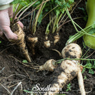 Parsnip, All American (Pastinaca sativa) - 100 Seeds - Southern Seed Exchange