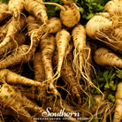 Parsnip, Harris Model (Pastinaca sativa) - 100 Seeds - Southern Seed Exchange