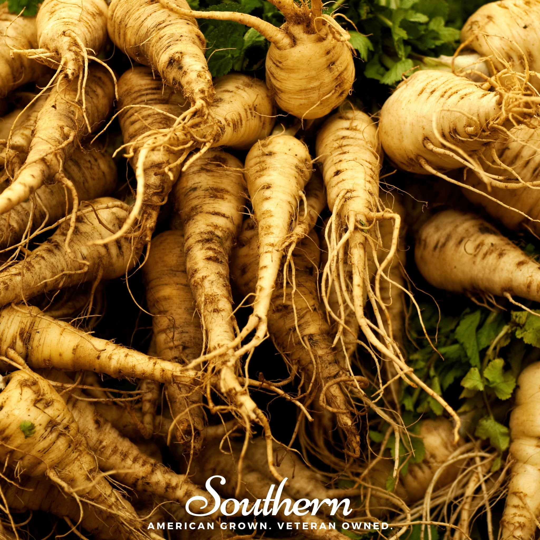 Parsnip, Harris Model (Pastinaca sativa) - 100 Seeds - Southern Seed Exchange