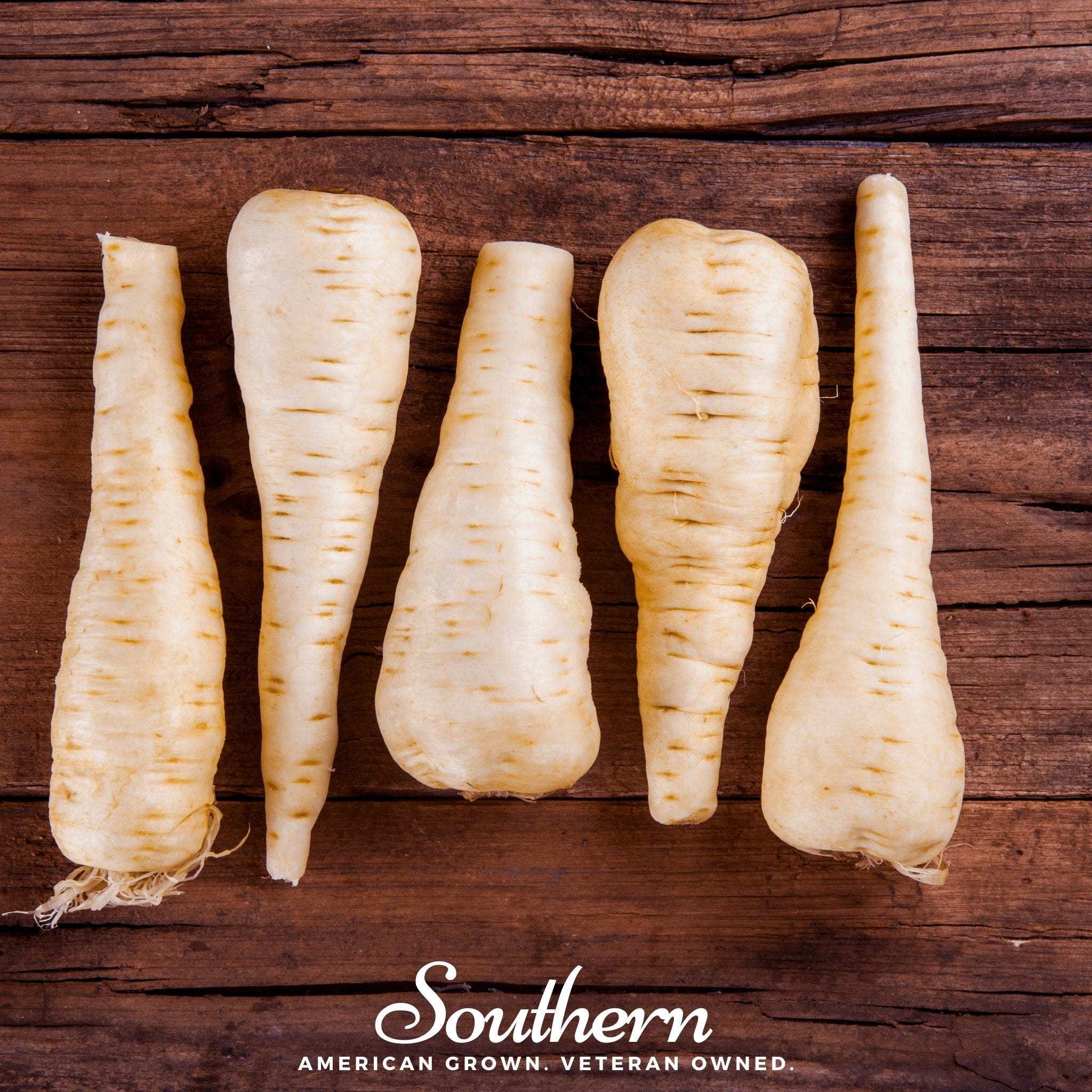 Parsnip, Harris Model (Pastinaca sativa) - 100 Seeds - Southern Seed Exchange