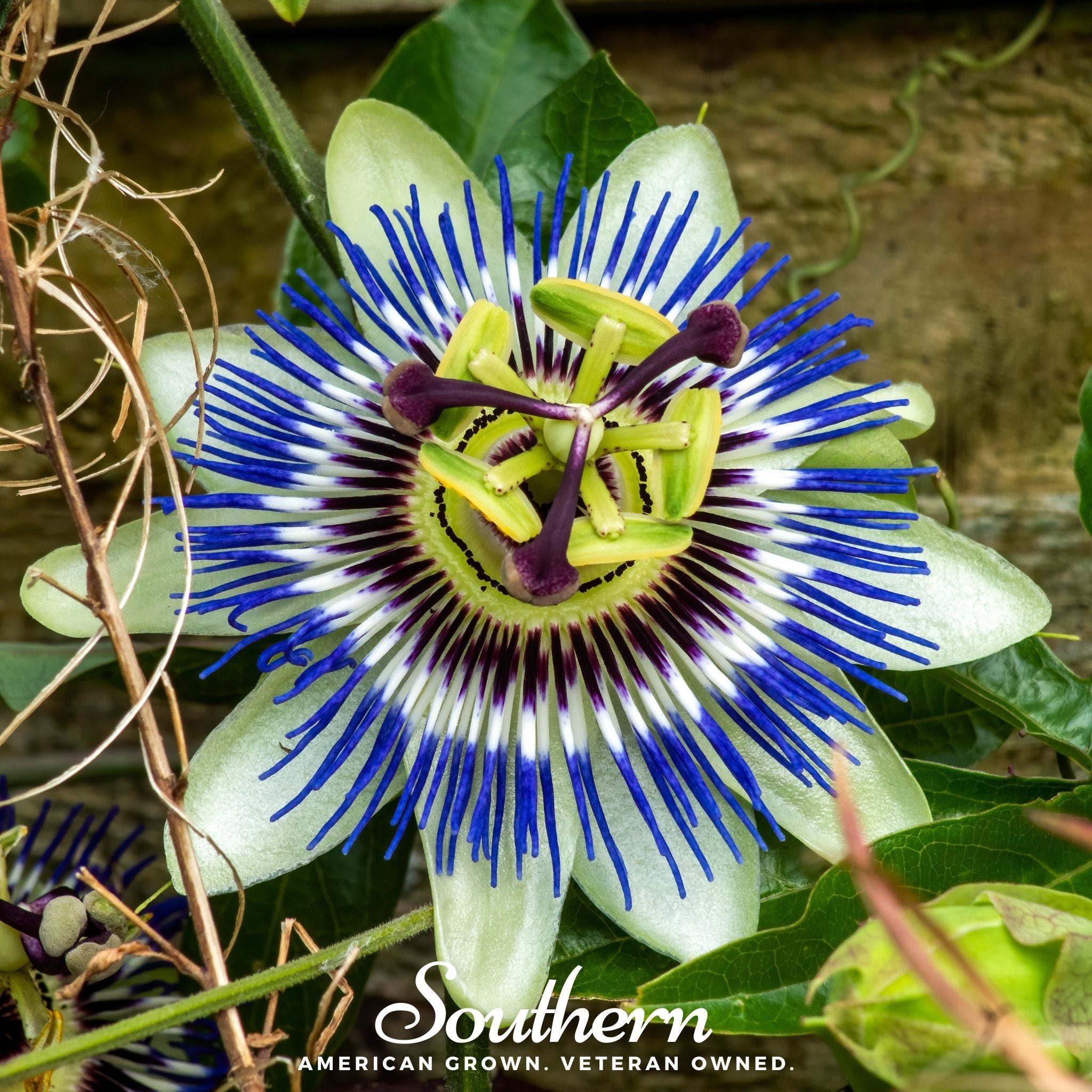 Passionflower, Blue (Bluecrown) (Passiflora caerulea) - 20 Seeds - Southern Seed Exchange