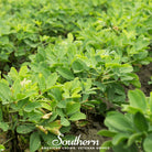 Peanuts, Virginia Jumbo (Arachis hypogaea) -10 Seeds - Southern Seed Exchange