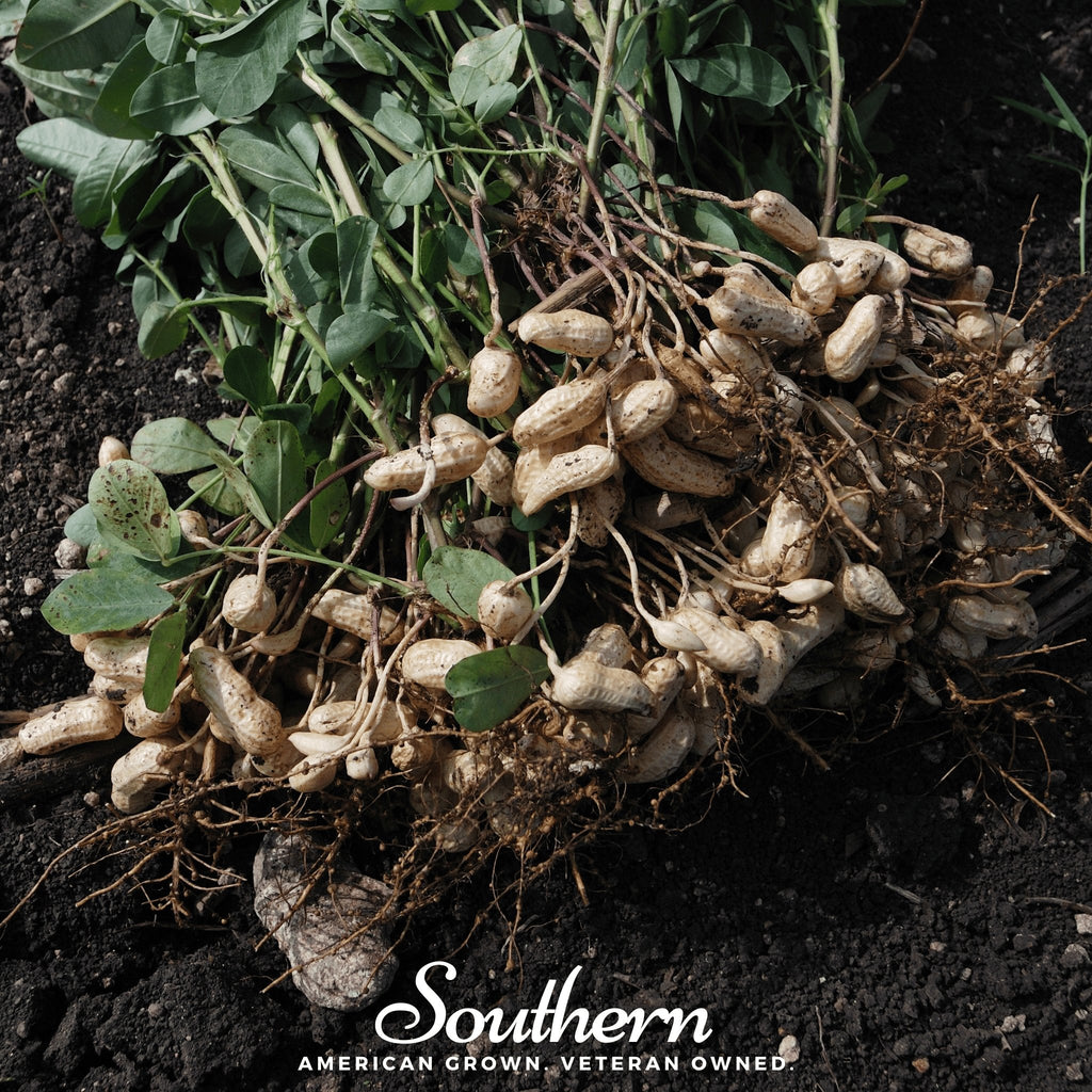 Peanuts, Virginia Jumbo (Arachis hypogaea) -10 Seeds - Southern Seed Exchange