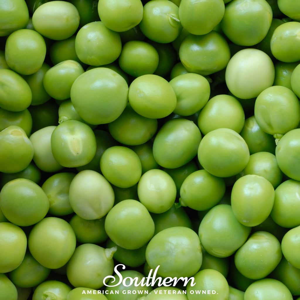 Peas, Green Arrow (Pisum sativum) - 25 Seeds - Southern Seed Exchange
