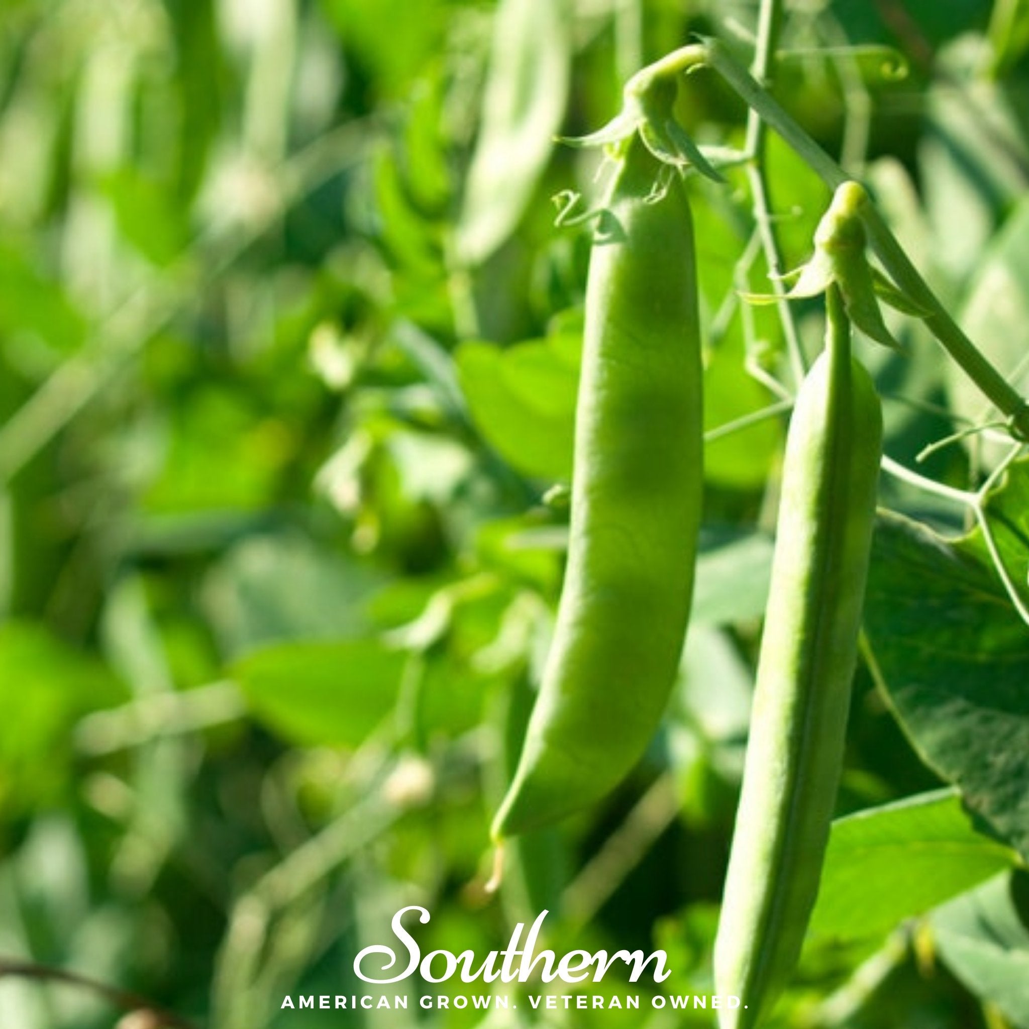 Peas, Green Arrow (Pisum sativum) - 25 Seeds - Southern Seed Exchange