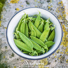 Peas, Sugar Daddy (Pisum sativum) - 20 Seeds - Southern Seed Exchange