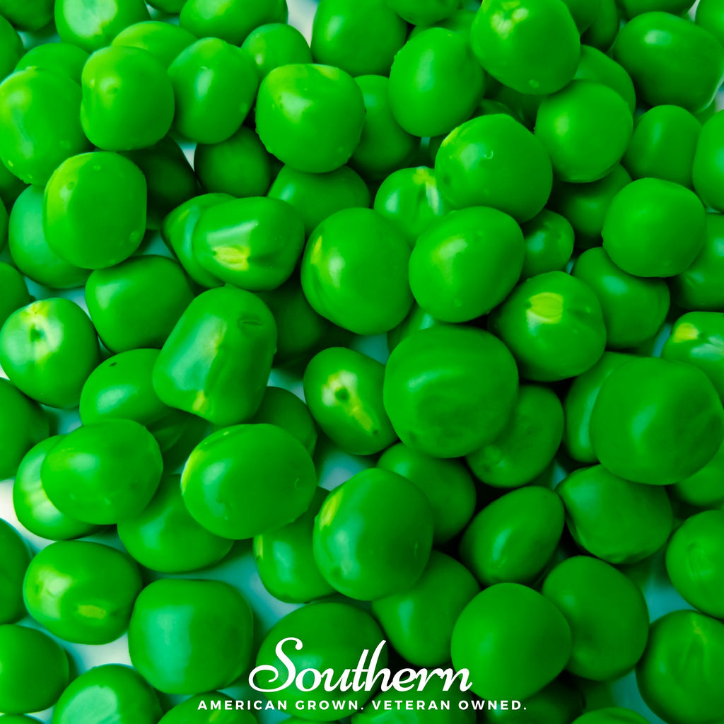 Peas, Sugar Daddy (Pisum sativum) - 20 Seeds - Southern Seed Exchange