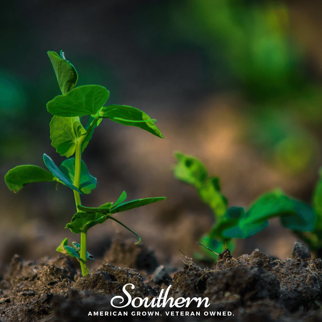 Peas, Sugar Snap (Pisum sativum) - 20 Seeds - Southern Seed Exchange