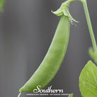 Peas, Sugar Snap (Pisum sativum) - 20 Seeds - Southern Seed Exchange