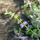 Pennyroyal (Mentha Pulegium) - 100+ seeds - Southern Seed Exchange