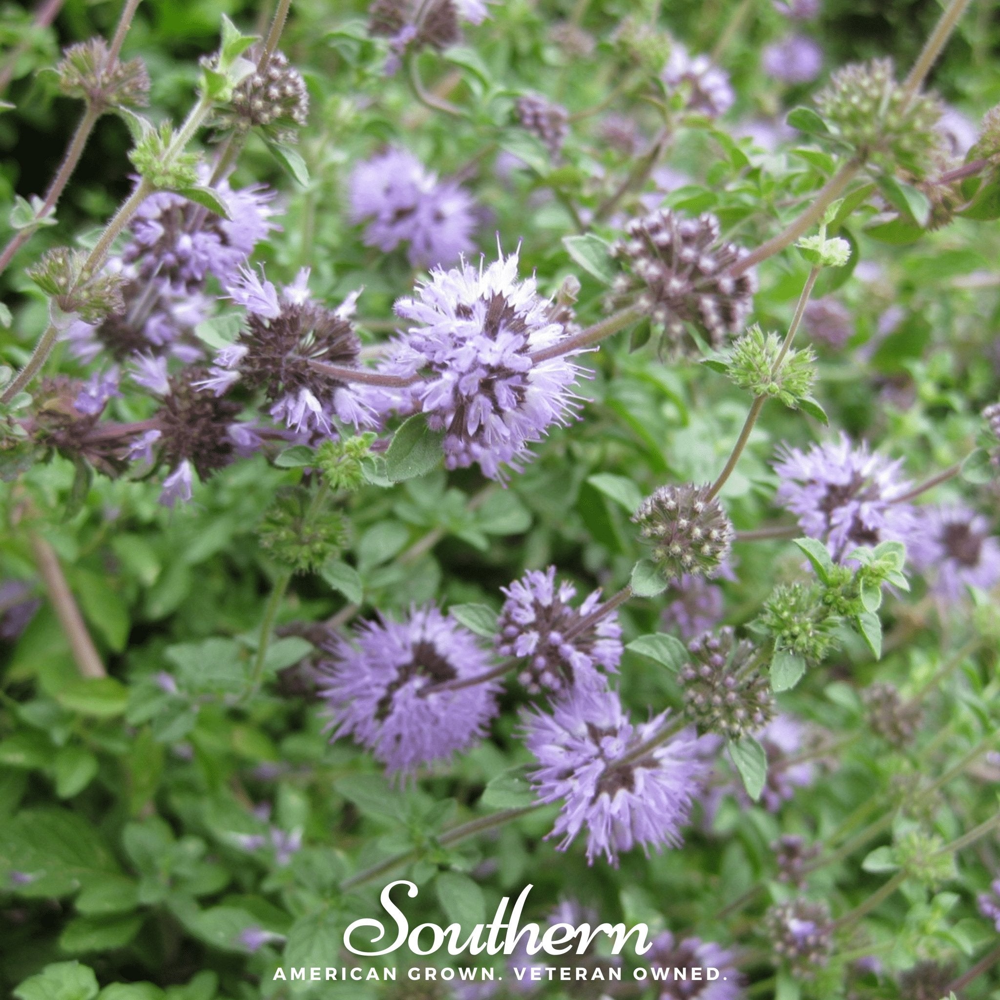 Pennyroyal (Mentha Pulegium) - 100+ seeds - Southern Seed Exchange