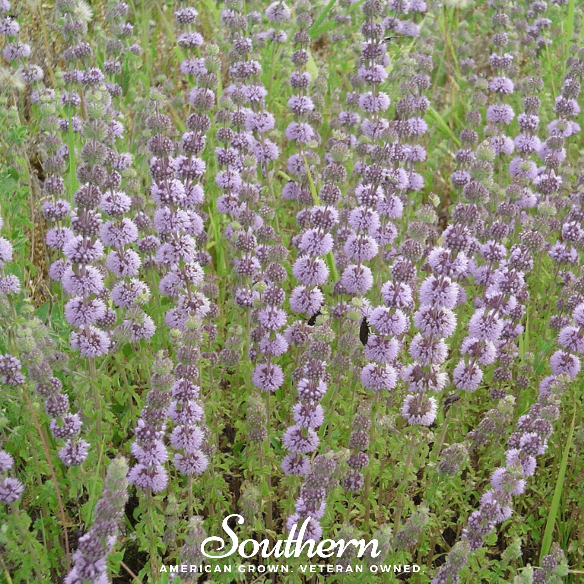 Pennyroyal (Mentha Pulegium) - 100+ seeds - Southern Seed Exchange