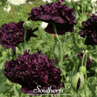 Peony Poppy, Black (Papaver paeoniflorum) - 100 Seeds - Southern Seed Exchange