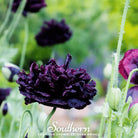 Peony Poppy, Black (Papaver paeoniflorum) - 100 Seeds - Southern Seed Exchange