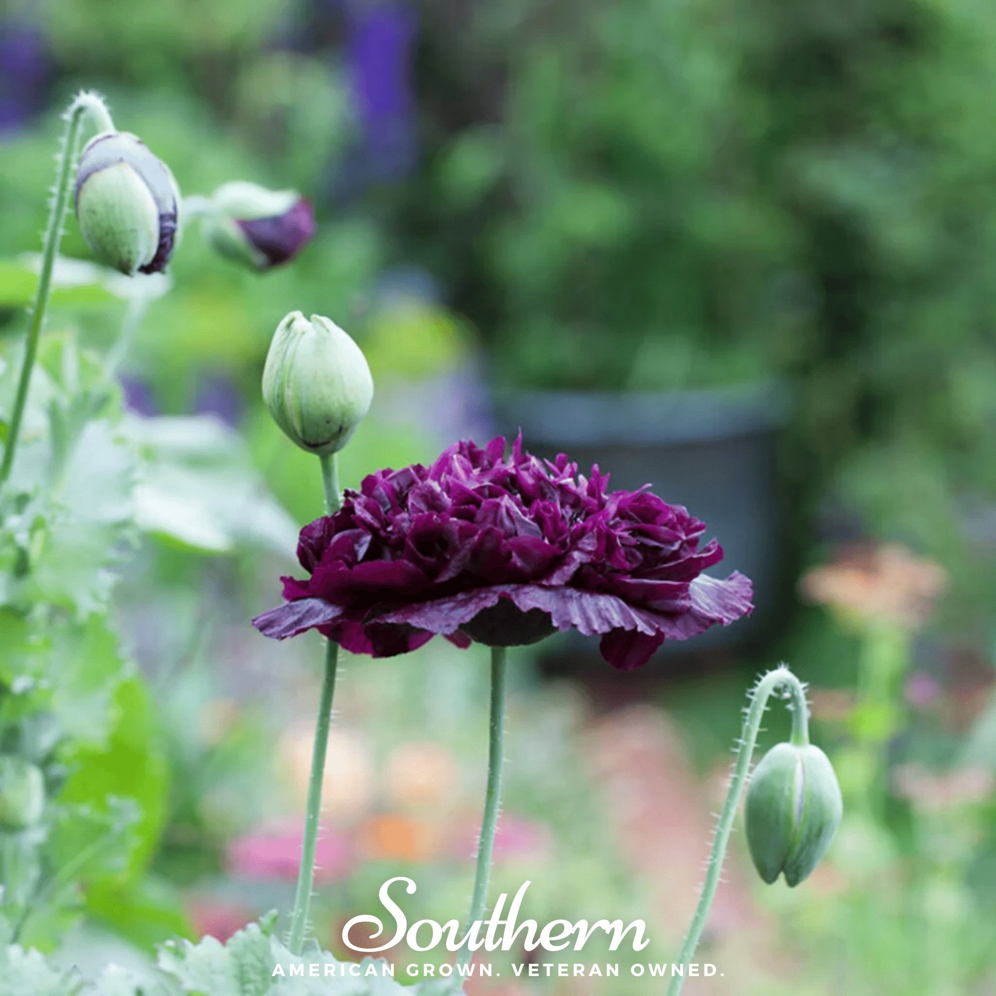 Peony Poppy, Black (Papaver paeoniflorum) - 100 Seeds - Southern Seed Exchange