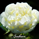 Peony Poppy, Cream (Papaver paeoniflorum) - 100 Seeds - Southern Seed Exchange