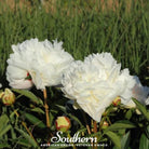 Peony Poppy, Cream (Papaver paeoniflorum) - 100 Seeds - Southern Seed Exchange