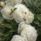 Peony Poppy, Cream (Papaver paeoniflorum) - 100 Seeds - Southern Seed Exchange