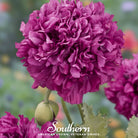 Peony Poppy, Purple (Papaver paeoniflorum) - 100 Seeds - Southern Seed Exchange