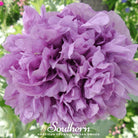 Peony Poppy, Purple (Papaver paeoniflorum) - 100 Seeds - Southern Seed Exchange