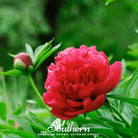 Peony Poppy, Red (Papaver paeoniflorum) - 100 Seeds - Southern Seed Exchange