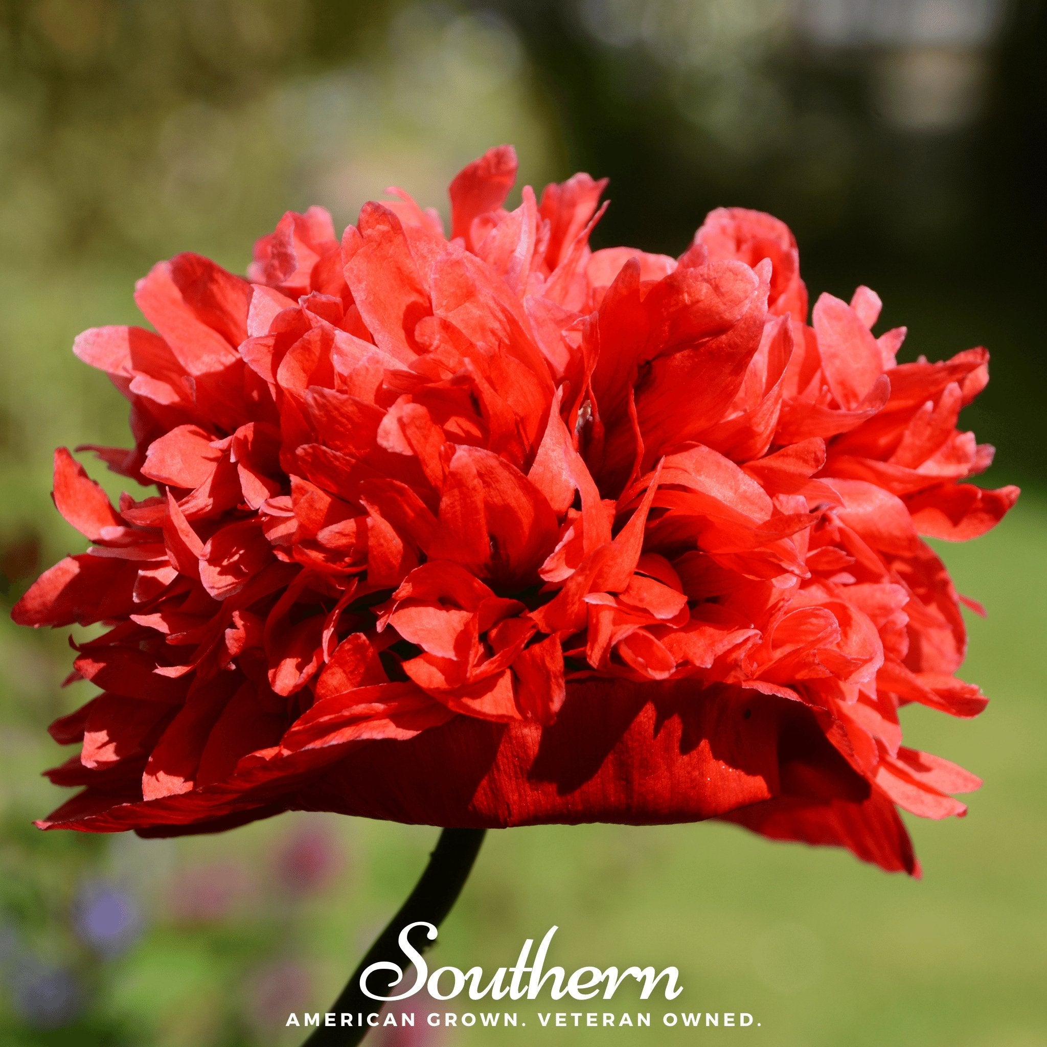 Peony Poppy, Red (Papaver paeoniflorum) - 100 Seeds - Southern Seed Exchange