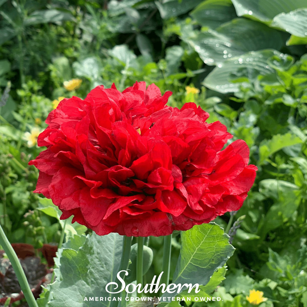 Peony Poppy, Red (Papaver paeoniflorum) - 100 Seeds - Southern Seed Exchange