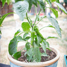 Pepper, Anaheim Chili (Capsicum annuum) - 25 Seeds - Southern Seed Exchange