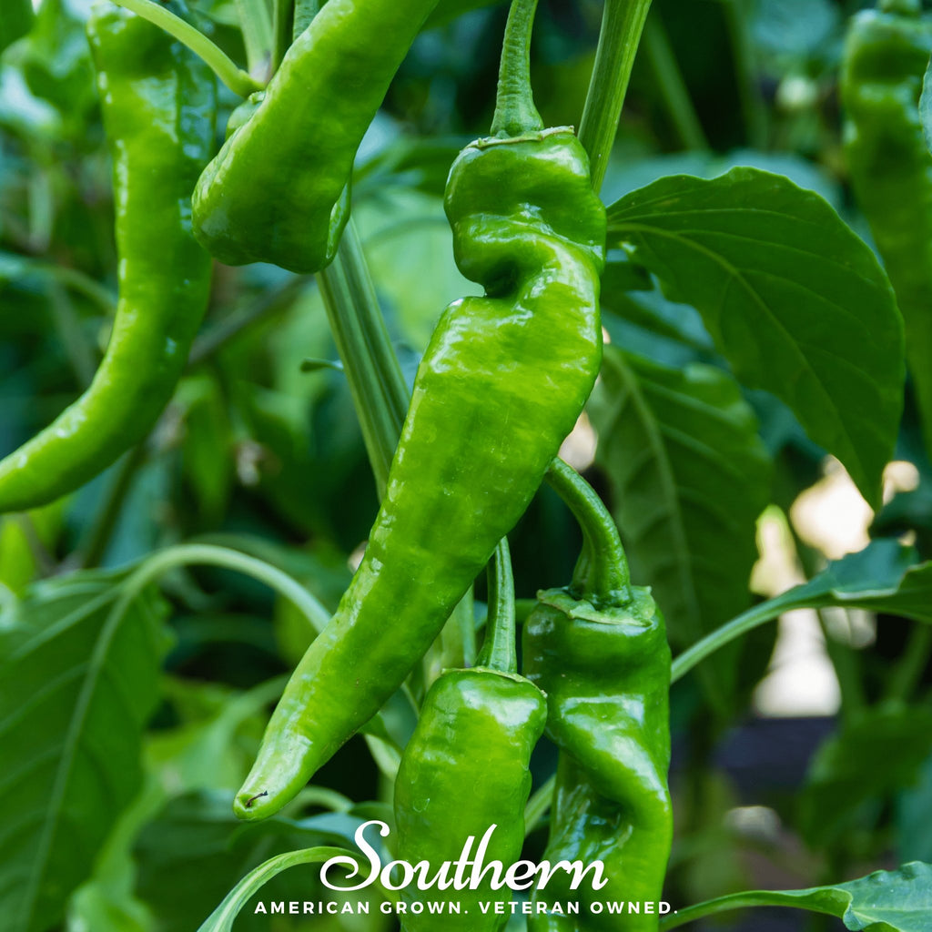 Pepper, Anaheim Chili (Capsicum annuum) - 25 Seeds - Southern Seed Exchange