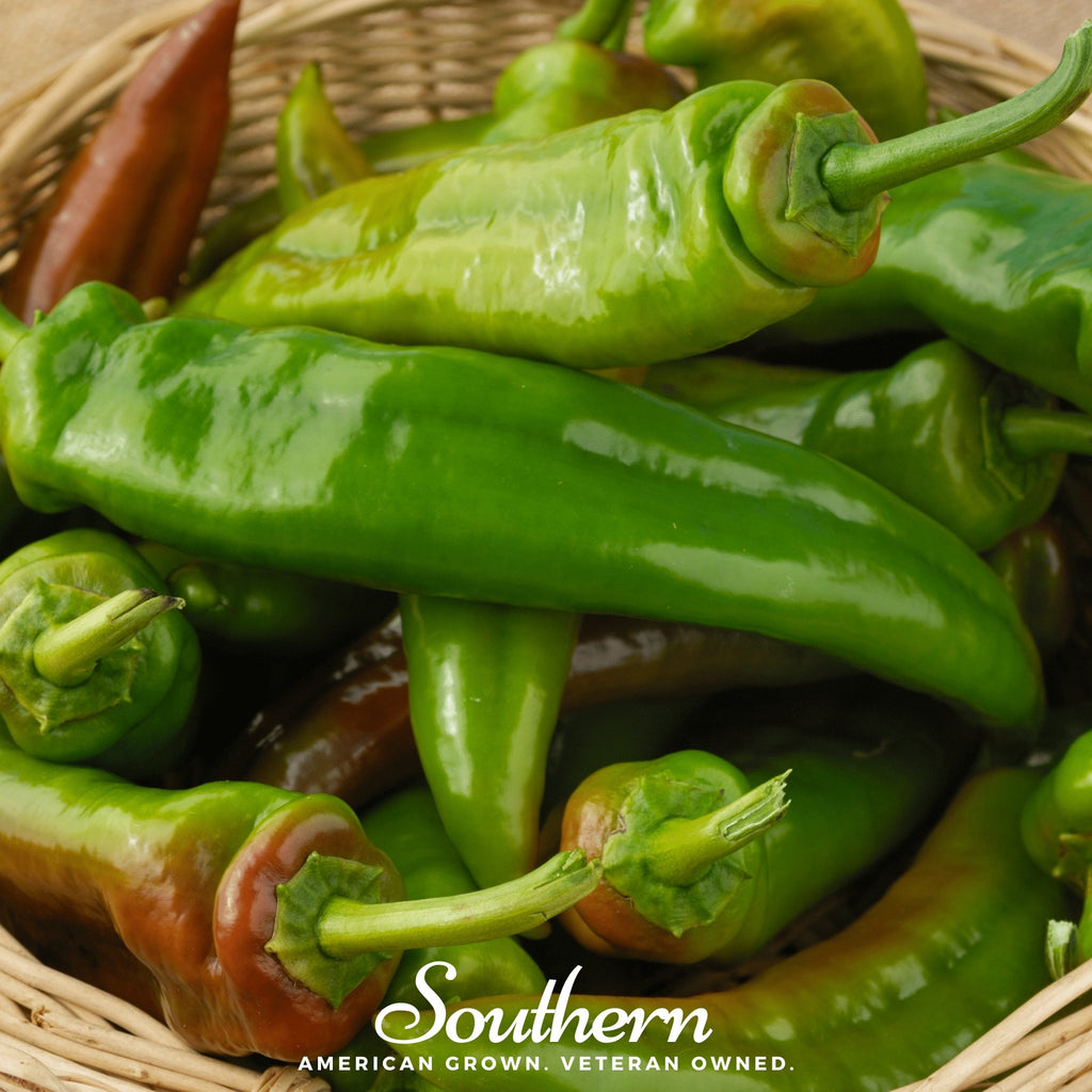 Pepper, Anaheim Chili (Capsicum annuum) - 25 Seeds - Southern Seed Exchange